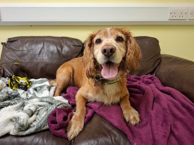 Henry | Spaniel (Cocker) | Ilfracombe - 2