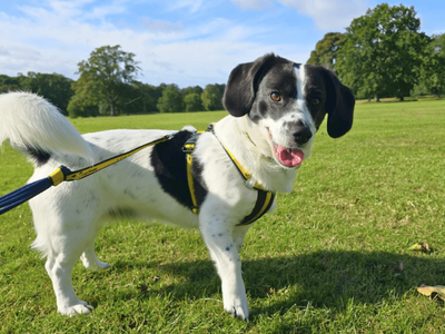 Benji | Spaniel (English Springer) Cross | Dundee - 3