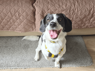 Benji | Spaniel (English Springer) Cross | Dundee - 5