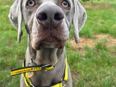 Lila | Weimaraner | Shrewsbury (Shropshire) - 5