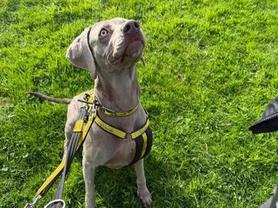 Lila | Weimaraner | Shrewsbury (Shropshire) - 3