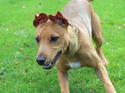 Stevie | Terrier (Staffordshire Bull) Cross | Merseyside (Liverpool) - 3
