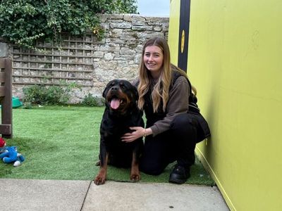 Roxi | Rottweiler | West Calder (Edinburgh) - 3