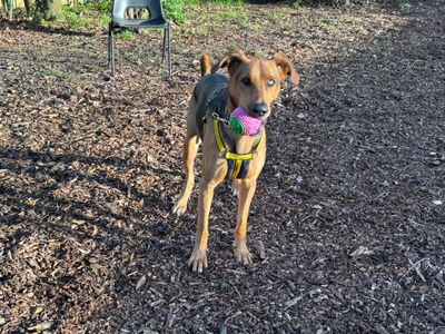 Storm | Dobermann Cross | Canterbury - 3