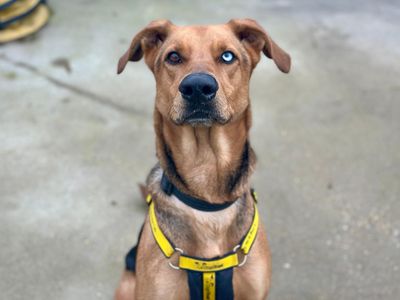 Storm | German Shepherd Dog Cross | Canterbury - 5