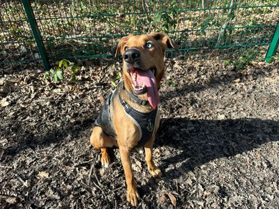 Storm — German Shepherd Dog Cross