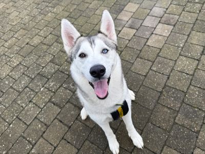 Nala | Siberian Husky | Basildon (Essex) - 3