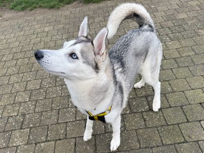 Nala | Siberian Husky | Basildon (Essex) - 5