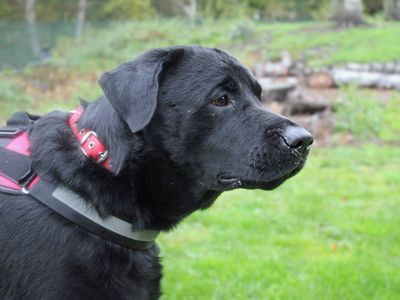 Bruno | Retriever (Labrador) | Merseyside (Liverpool) - 2