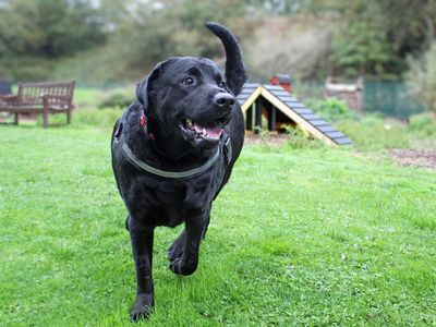 Bruno | Retriever (Labrador) | Merseyside (Liverpool) - 3