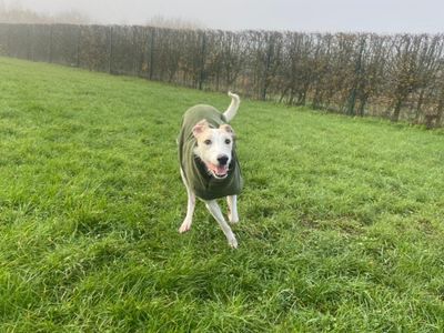 Jago | Lurcher | Loughborough - 3