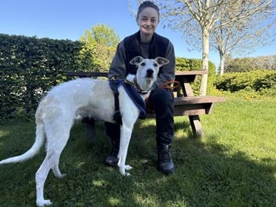 Jago | Lurcher | Loughborough - 5