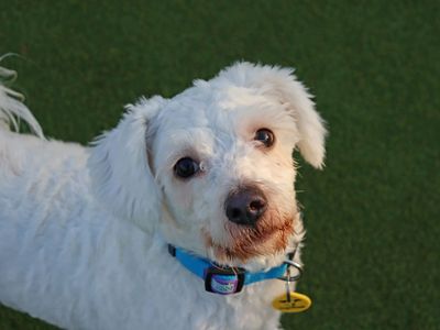 Justin | Bichon Frise | Glasgow - 3