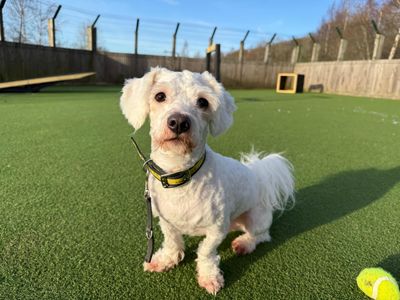 Justin | Bichon Frise | Glasgow - 5