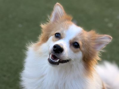Bean — German Spitz (Mittel) Cross