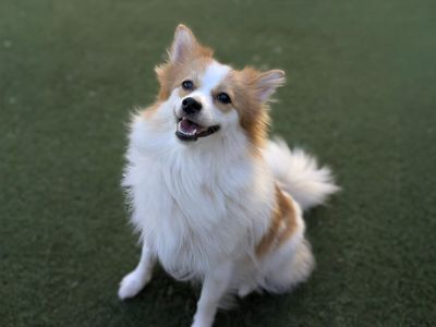 Bean | German Spitz (Mittel) Cross | Basildon (Essex) - 5