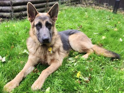 Sterling | German Shepherd Dog | Evesham (Worcestershire) - 3