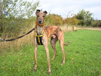 Ross | Greyhound | Harefield West London - 3