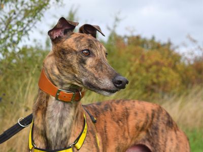Ross | Greyhound | Harefield West London - 2