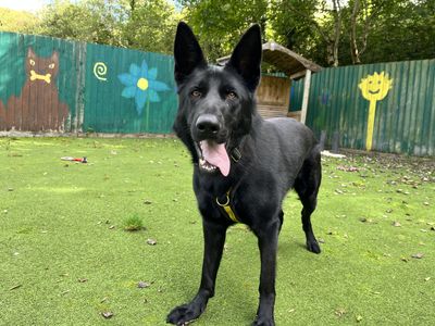 Cassie, a 1 year old female German Shepherd available for adoption from Dogs Trust in Devon