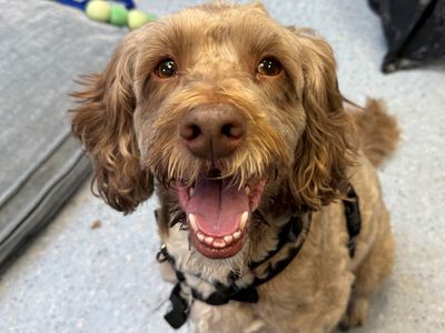 Poppy | Spaniel (Cocker) Cross | Loughborough - 3