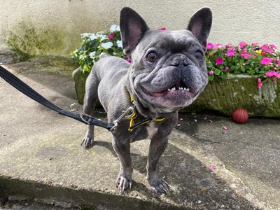 Rocky | French Bulldog | West Calder (Edinburgh) - 5