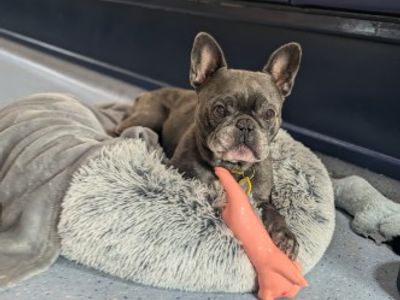 Rocky | French Bulldog | West Calder (Edinburgh) - 3