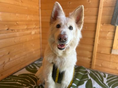 Rosie | German Shepherd Dog (gsd / Alsatian) | Basildon (Essex) - 3