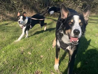 Cooper | Collie (Border) | Bridgend (Wales) - 2