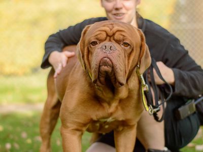 Bronson | Dogue De Bordeaux | Kenilworth (West Midlands) - 3