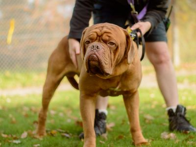 Bronson | Dogue De Bordeaux | Kenilworth (West Midlands) - 5