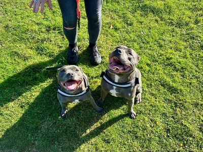 Bleu | Terrier (Staffordshire Bull) | Canterbury - 3