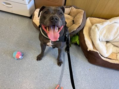 Bleu | Terrier (Staffordshire Bull) | Canterbury - 2