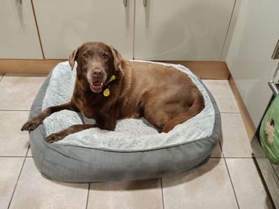 Jess | Retriever (Labrador) | Loughborough - 3