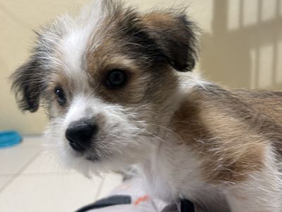 Frodo | Shih Tzu Cross | Ballymena (Northern Ireland) - 2