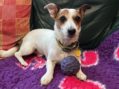 Ozzy, a 8 years old male Jack Russell Terrier available for adoption from Dogs Trust in Kenilworth (West Midlands)