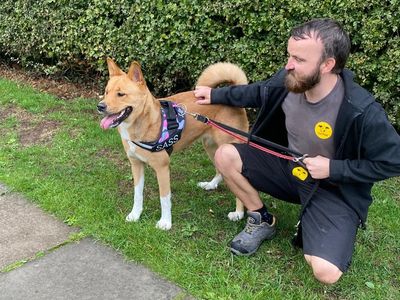 Sass | Japanese Akita Inu Cross | Kenilworth (West Midlands) - 5