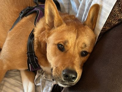 Sass, a 2 years old female Akita available for adoption from Dogs Trust in Kenilworth, West Midlands