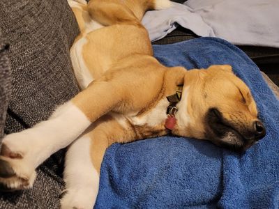 Sass | Japanese Akita Inu Cross | Kenilworth (West Midlands) - 3