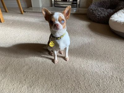 Coco and Buttons | Chihuahua (Smooth Coat) | Evesham (Worcestershire) - 3