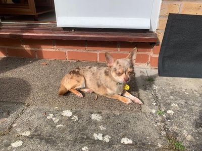 Coco and Buttons | Chihuahua (Smooth Coat) | Evesham (Worcestershire) - 5