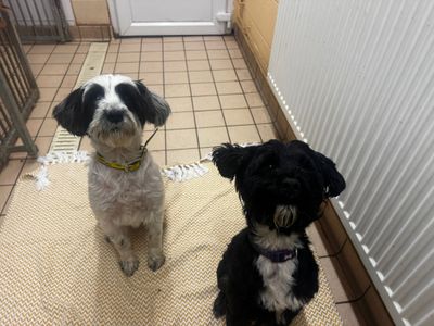Pippin & Coco | Terrier (Tibetan) | Bridgend (Wales) - 5
