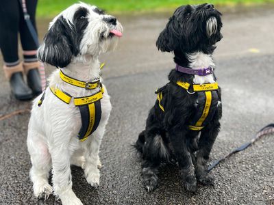 Pippin & Coco | Terrier (Tibetan) | Bridgend (Wales) - 3
