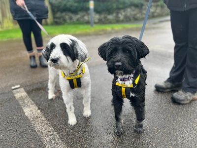Pippin & Coco, a 8 years old female Terrier available for adoption from Dogs Trust in Bridgend, Wales