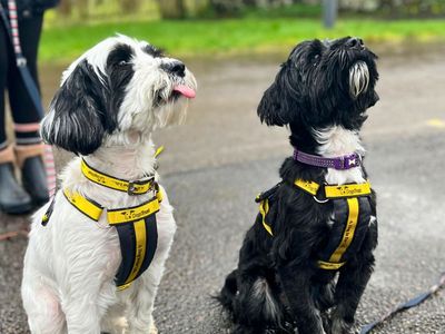 Coco, a 9 years old female Tibetan Terrier available for adoption from Dogs Trust in Greater Manchester