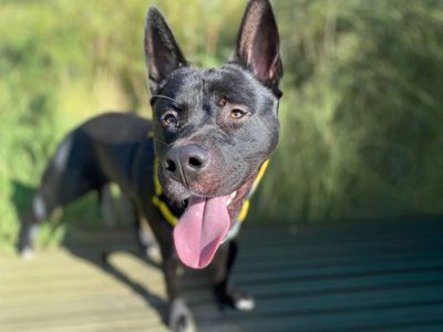 Malcolm | Akita | Basildon (Essex) - 3