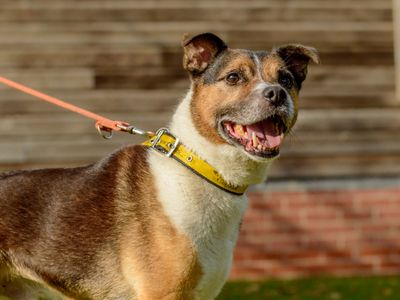 Eros | Beagle Cross | Kenilworth (West Midlands) - 3