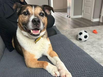 Eros | Beagle Cross | Kenilworth (West Midlands) - 5