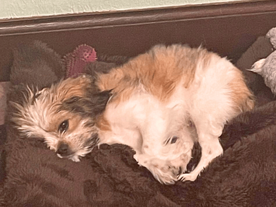 Teddy | Shih Tzu Cross | Dundee - 3