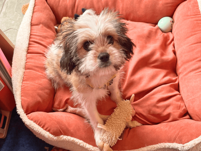 Teddy | Shih Tzu Cross | Dundee - 5